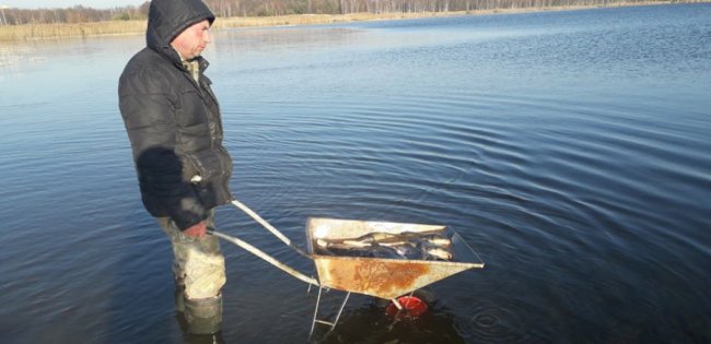 У волинські водойми випустили понад 3 тонни цінної риби. ФОТО