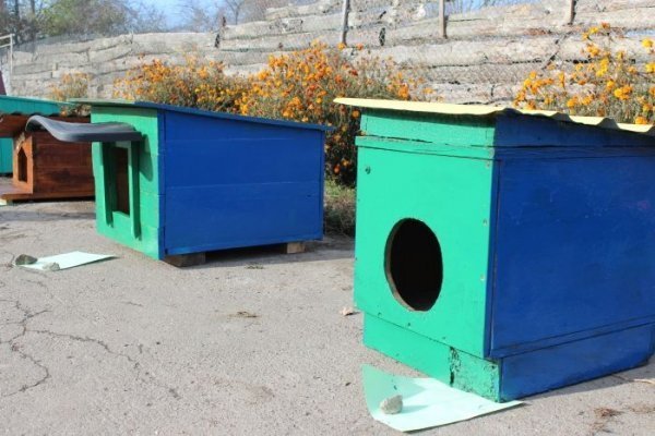 Луцькі діти власними руками змайстрували будки для собак . ФОТО