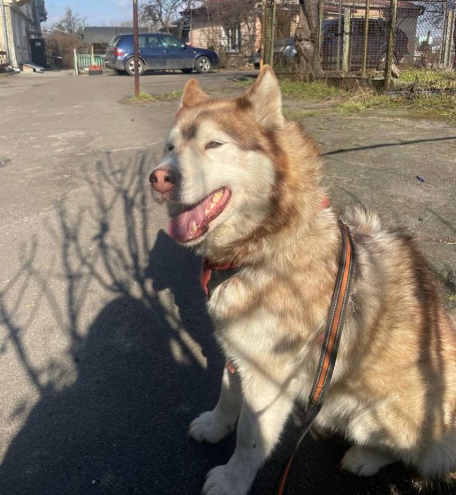 У Луцьку біля ЦУМа вкрали собаку: злодія знайшли