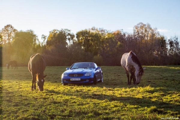 «Mercedes-тусовка» в Луцьку. ФОТО 
