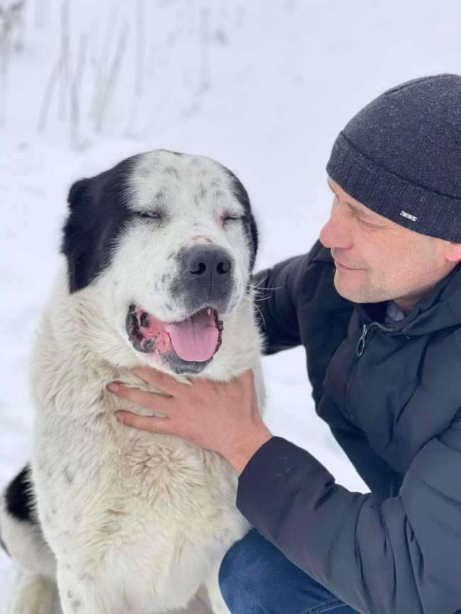 Військові з Волині шукають своїх собак, яких перед службою лишили знайомим