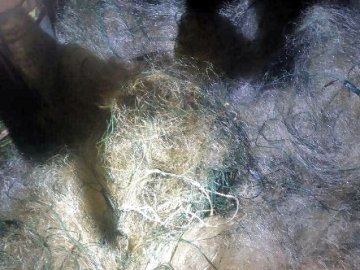 На Волині врятували птаха, який потрапив у браконьєрські сітки