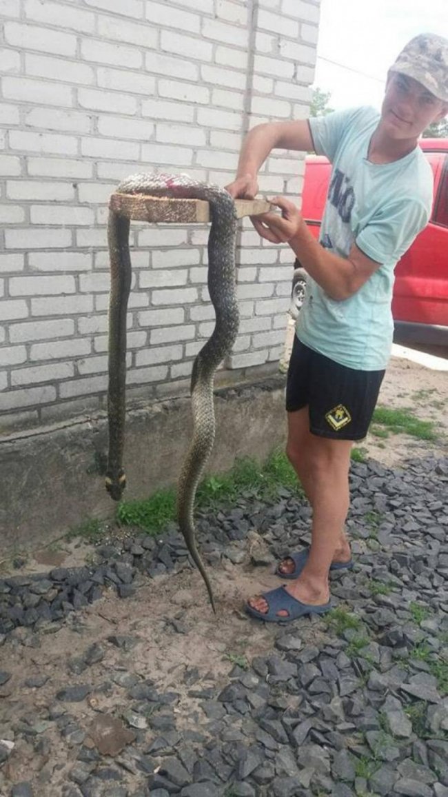 Волинських селян нажахав 2-метровий вуж