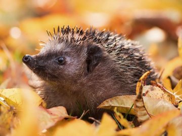 Погода у Луцьку на завтра, 27 жовтня