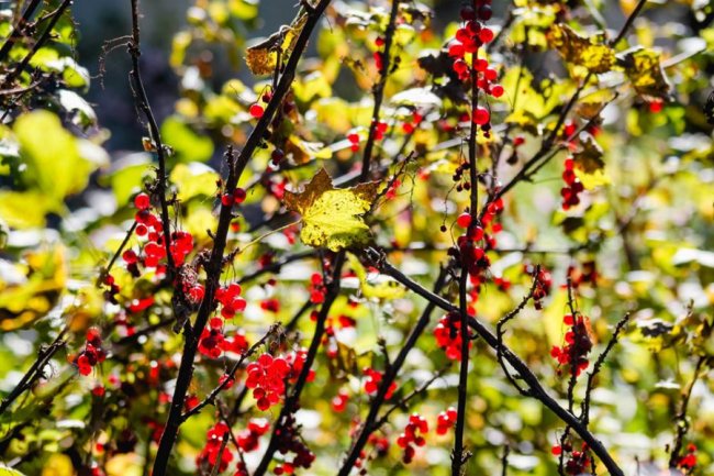Луцька фотографка показала, як «наслідила» осінь