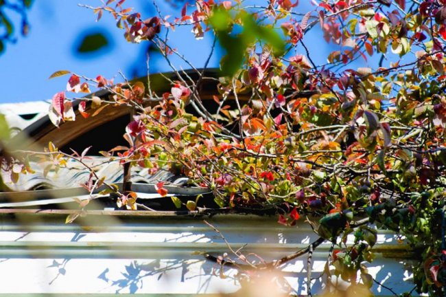 Луцька фотографка показала, як «наслідила» осінь