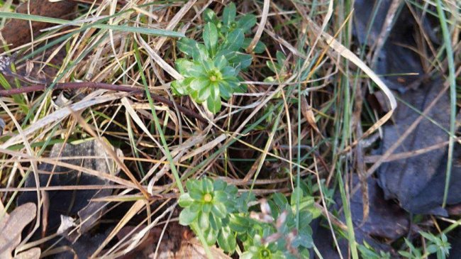 Через теплу зиму у нацпарку на Волині розквітли рослини