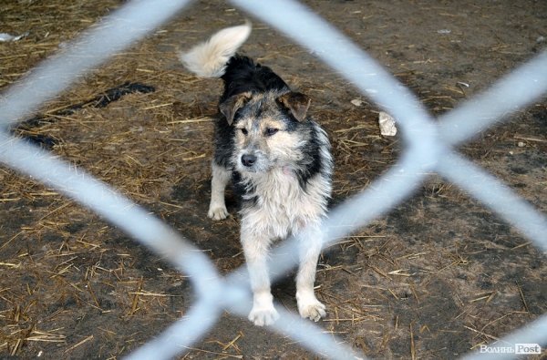 Малолітніх злочинців виховуватимуть у собачому притулку. ФОТО