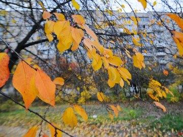 11 листопада – яке сьогодні свято та що не можна робити у цей день