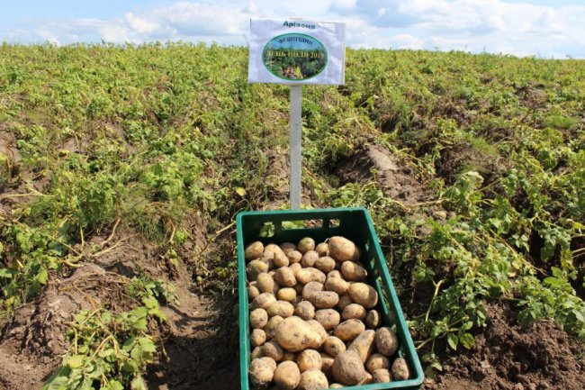 На Волині вирощують нові сорти картоплі за сучасною технологією. ФОТО