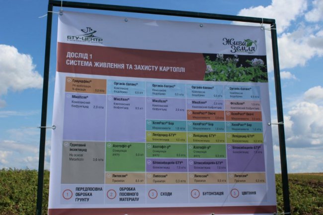 На Волині вирощують нові сорти картоплі за сучасною технологією. ФОТО