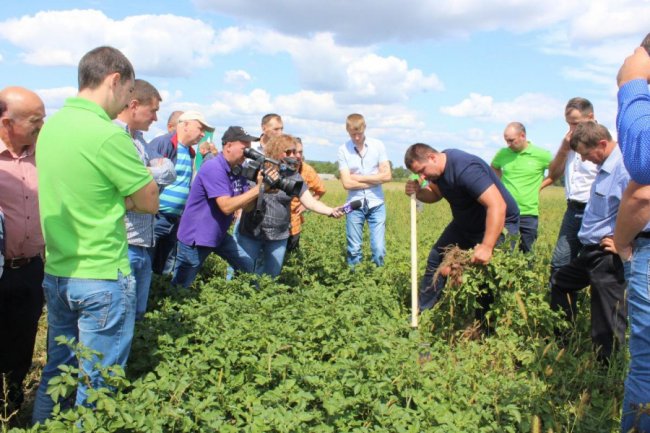 На Волині вирощують нові сорти картоплі за сучасною технологією. ФОТО