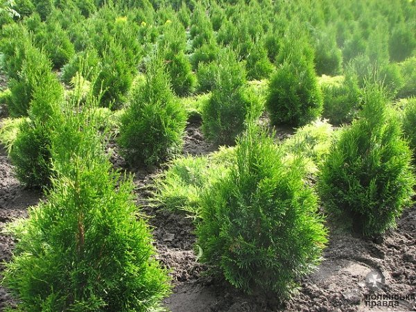 Волинські депутати проінспектували мисливські угіддя області. ФОТО