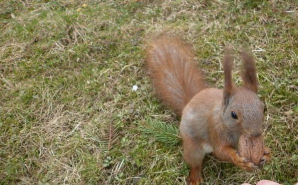 Луцький парк – рай для білочок. ФОТО. ВІДЕО  