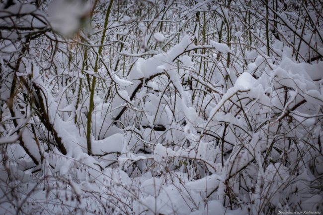 Показали красу зимового волинського лісу: чарівні фото