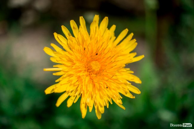 Барвиста краса: літній Луцьк потопає у квітах. ФОТО