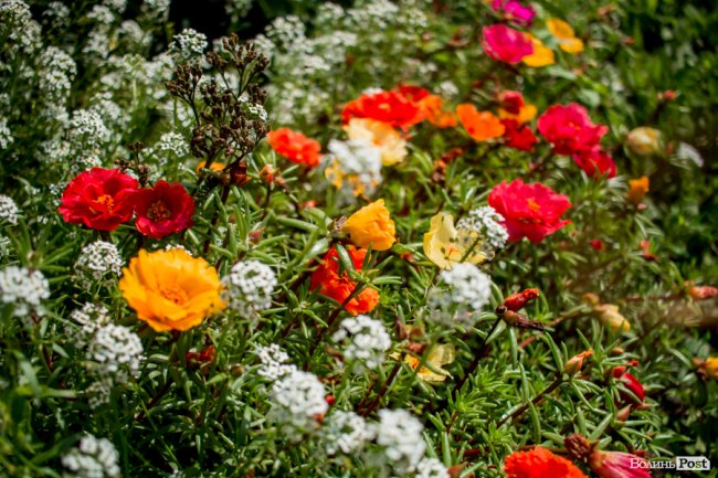 Барвиста краса: літній Луцьк потопає у квітах. ФОТО