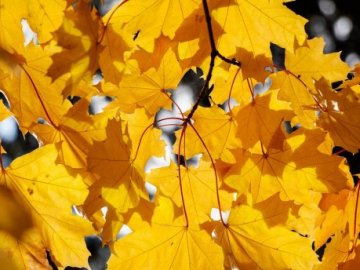 18 вересня – яке сьогодні свято: прикмети і заборони