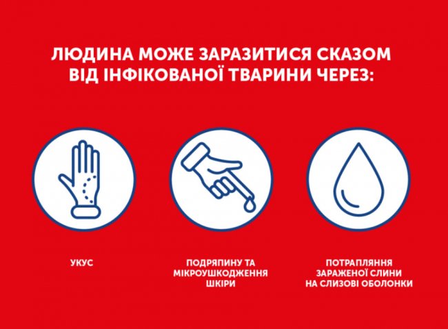 На Волині почастішали випадки сказу: як вберегтися