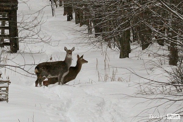 Волинські лісівники показали живих зубрів. ФОТО