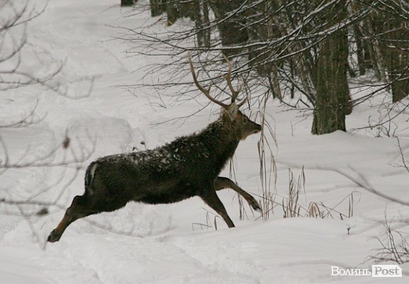 Волинські лісівники показали живих зубрів. ФОТО