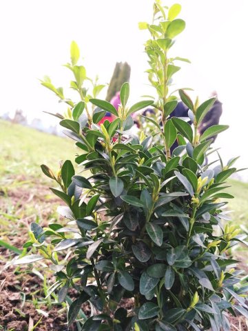 На Волині маленькі прихожани озеленили подвір'я церкви. ФОТО