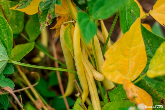Соковиті й налиті сонцем дарунки осені: що вродило в садах і на городах лучан. ФОТО