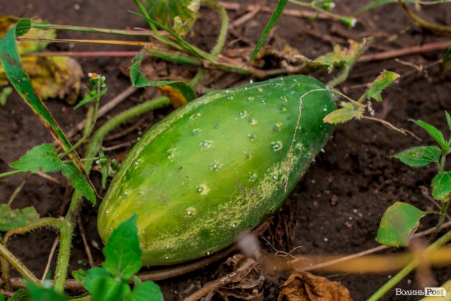 Соковиті й налиті сонцем дарунки осені: що вродило в садах і на городах лучан. ФОТО