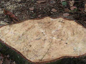 На луцькому Меморіалі ріжуть дерева