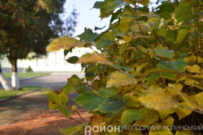 Золота осінь у волинському селі. ФОТО