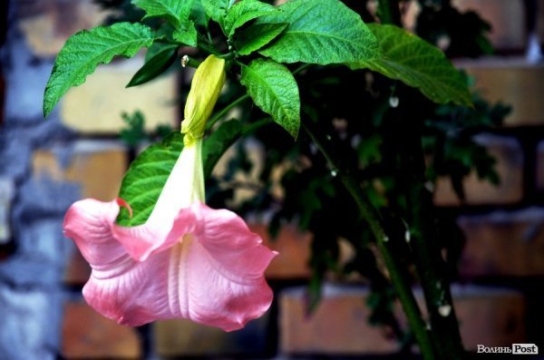 Фотопогляд: вулиця Богдана Хмельницького