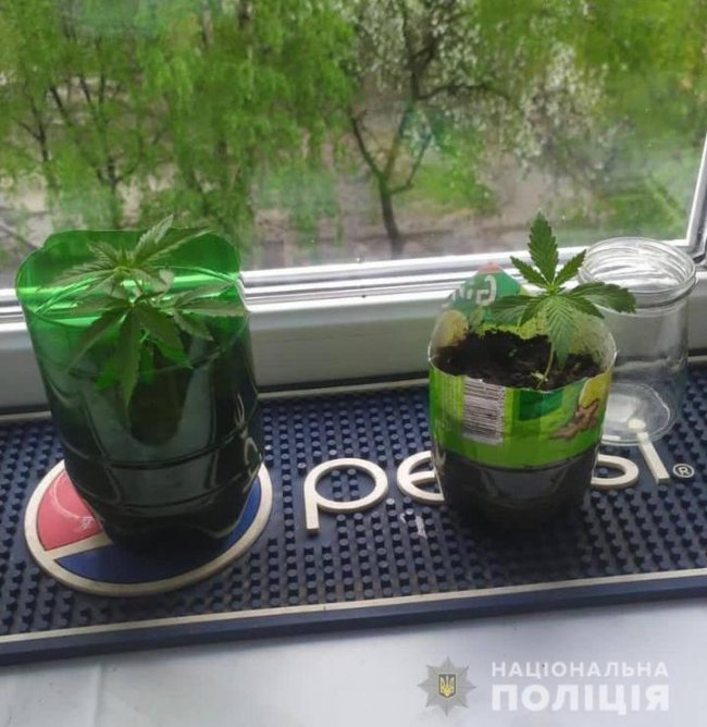 У лучан вдома знайшли галюциногенні гриби, канабіс, коноплю та амфетамін. ФОТО