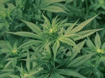 Судили психічнохворого волинянина, який вирощував на городі канабіс