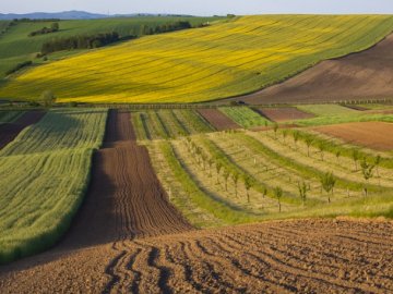 На Волині депутат та його дружина незаконно заволоділи 2-ма гектарами землі