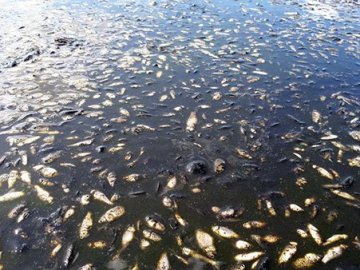 Пояснили, чому у річці на Волині знайшли мертву рибу