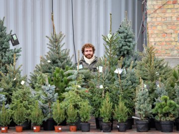 Розповіли, як можна перевірити легальність новорічної ялинки 