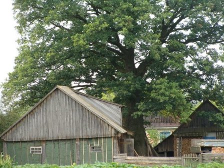 Найстаріші дерева Волині. ФОТО