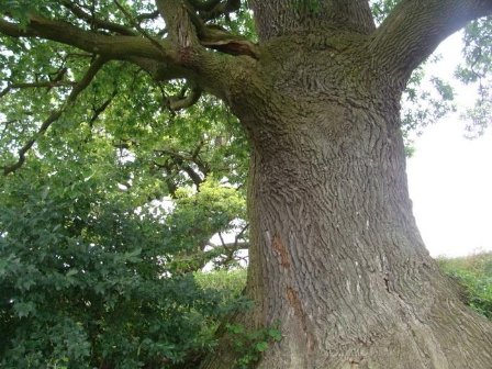 Найстаріші дерева Волині. ФОТО