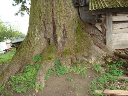 Найстаріші дерева Волині. ФОТО