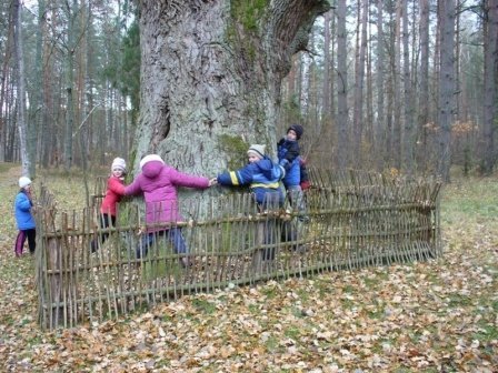 Найстаріші дерева Волині. ФОТО