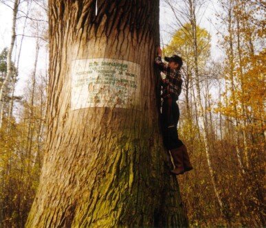 Найстаріші дерева Волині. ФОТО
