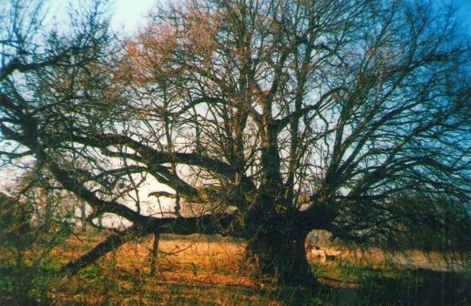 Найстаріші дерева Волині. ФОТО
