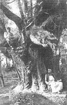 Найстаріші дерева Волині. ФОТО