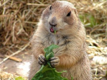 Харківський бабак спрогнозував, якою буде весна в Україні