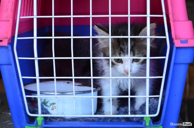 Дім для Річарда: у луцькій «Ласці» живе пес-старожил