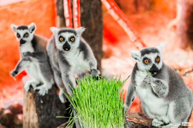 Пухнасті любощі, або Закохані парочки Луцького зоопарку. ФОТО