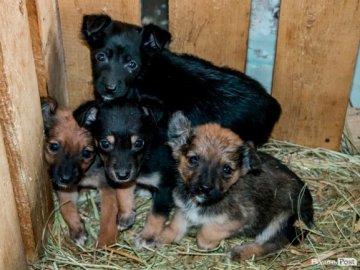 Тепло для чотирилапих: лісівники забезпечили дровами луцьку «Ласку». ФОТО