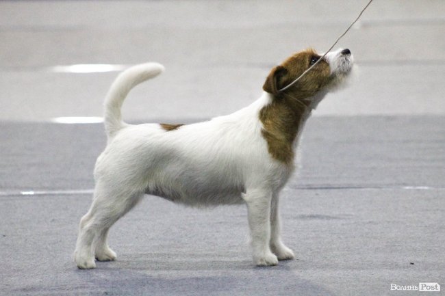 Забіг малюків та виставка собак. Добрі новини Волині