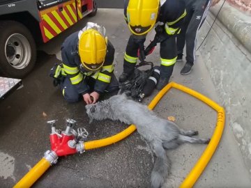 Вогнеборці вперше в Україні реанімували пса дихальним апаратом