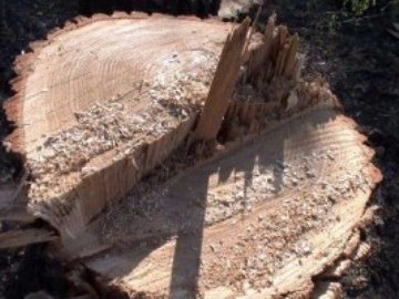 На Волині зловили двох чоловіків, які автівками на єврономерах крали ліс